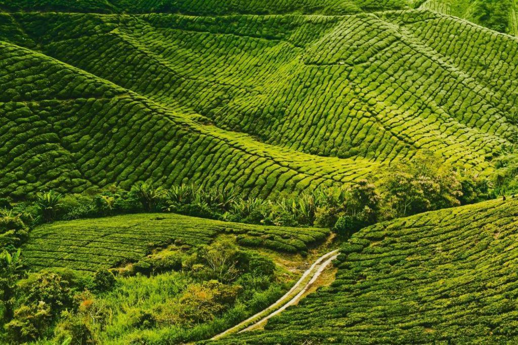 Krs Pines Hotel Cameron Highlands Extérieur photo